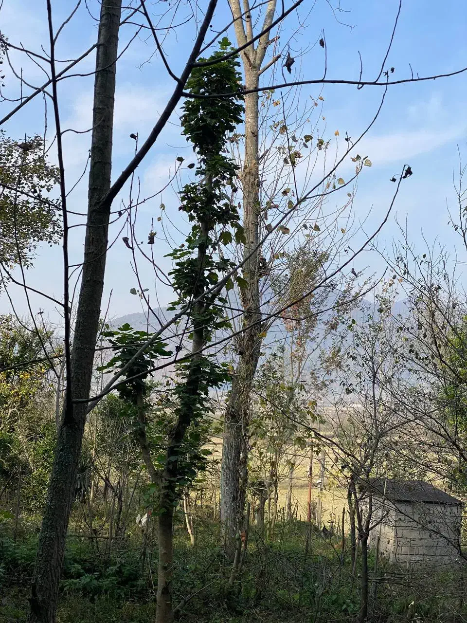 زمین شهربیجار کوکنه بهترین ویو|فروش زمین و ملک کلنگی|رشت, دباغیان|دیوار