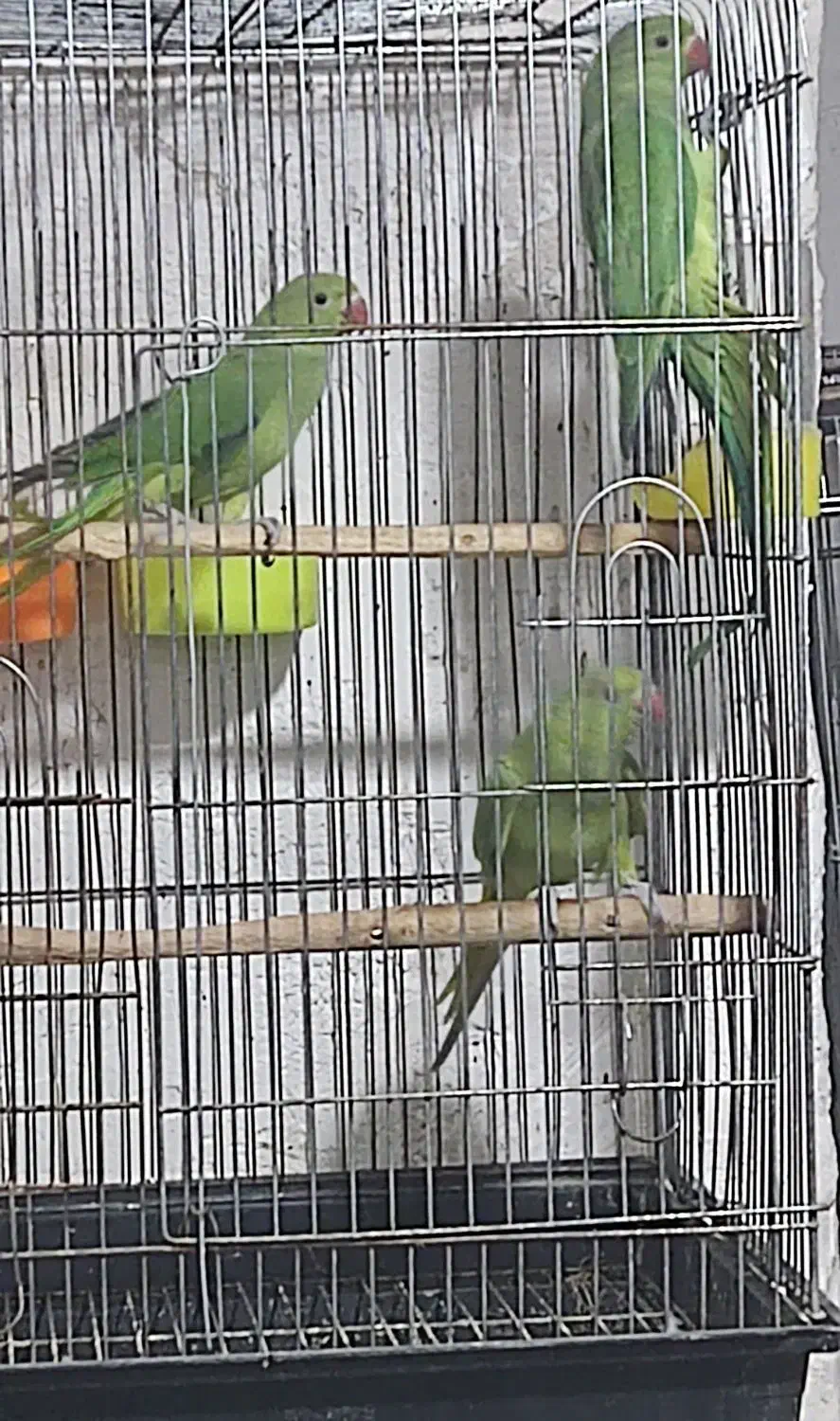 جوجه ملنگو پنج‌ ماهه|پرنده|محمدیه-قزوین, |دیوار