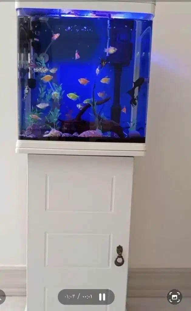 ماهی|ماهی|ازنا, |دیوار