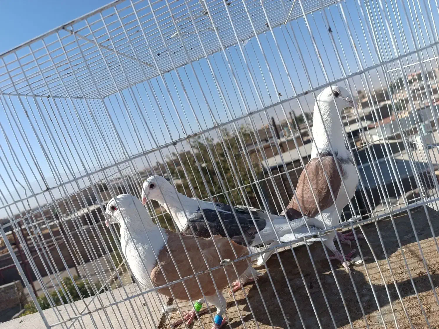 کفتر جفت گاه|پرنده|نصر آباد, |دیوار