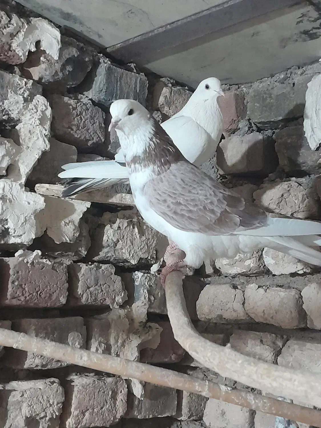 ۳تاتهرانی|پرنده|شال, |دیوار