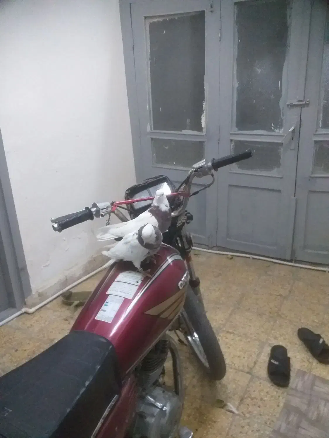 یه جفت طوقی|پرنده|شاهرود, |دیوار