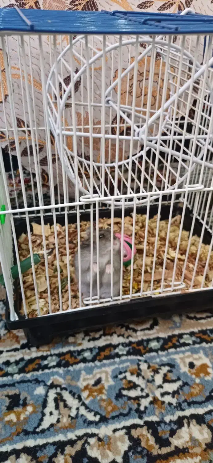 همستر نژاد دار همراه با وسایل|موش و خرگوش|اراک, |دیوار