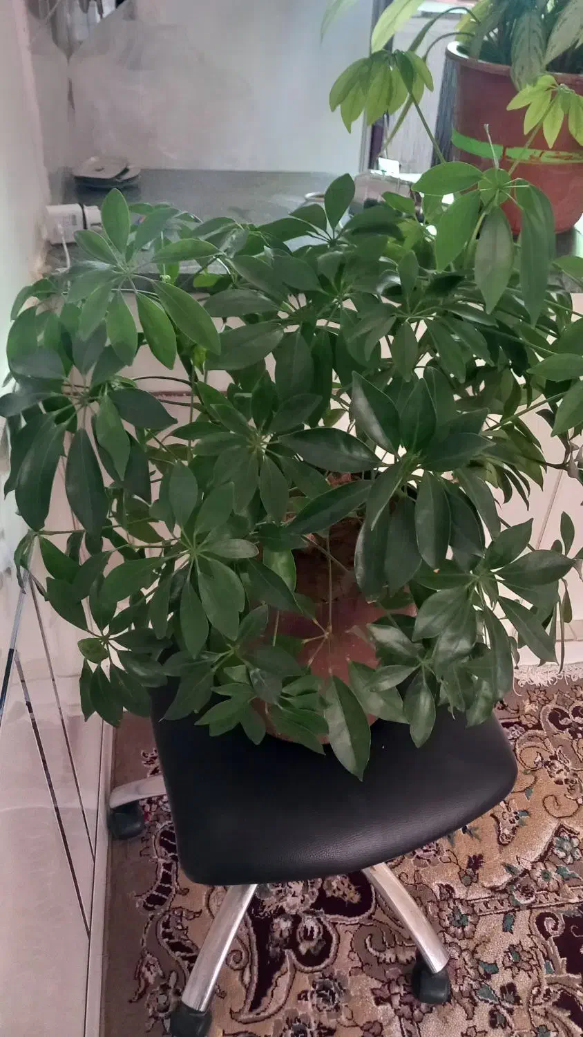 این گلهای سرسبز و قشنگ فروشی هستن|گل و گیاه طبیعی|لردگان, |دیوار