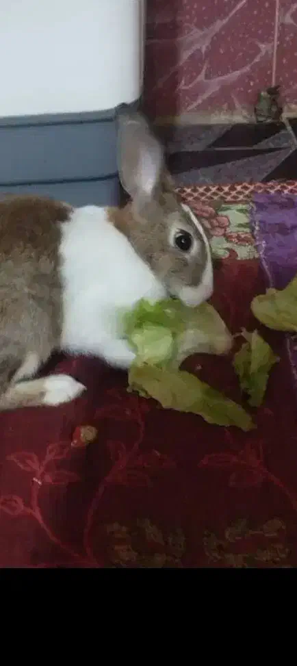 خرگوش اهلی معاوضه با گندم یا ازن|موش و خرگوش|بندر ماهشهر, |دیوار