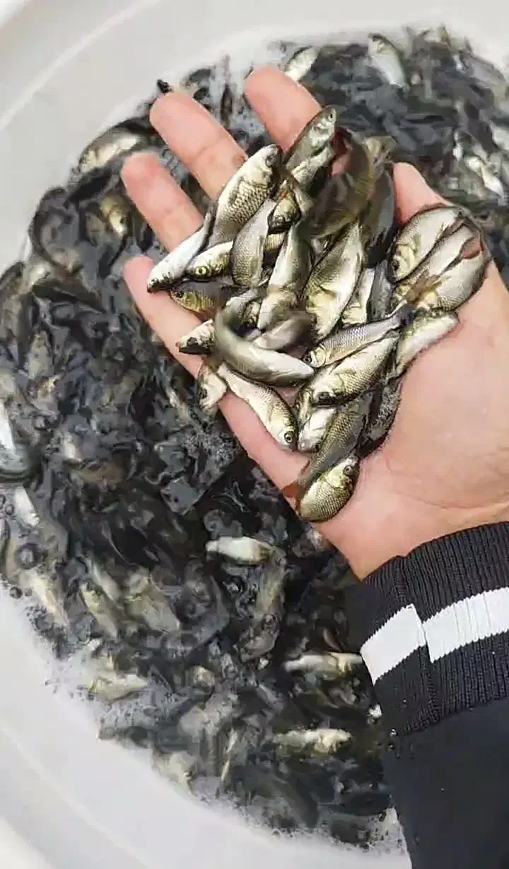 عرضه ماهی بدون واسطه|ماهی|تبریز, |دیوار