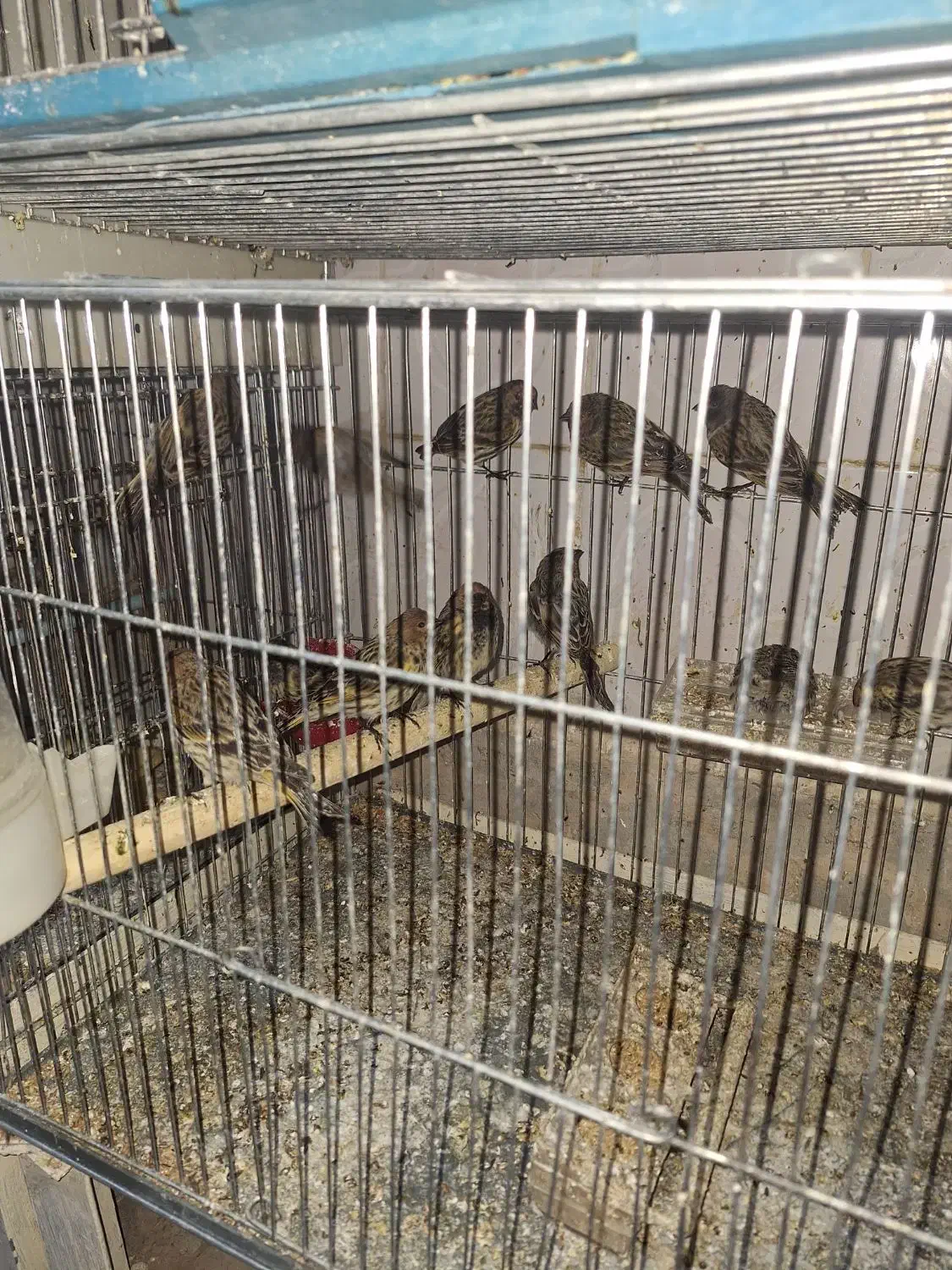 سهره قناری گلبسر تک و تعداد|پرنده|اسکو, |دیوار