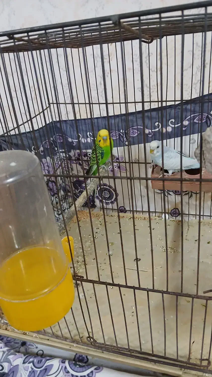 یک جفت مرغ عشق خوش رنگ|پرنده|قم, شهرک فاطمیه|دیوار