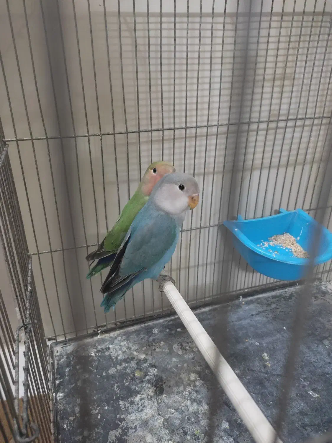 کوتوله دستی|پرنده|مشهد, شهید آوینی|دیوار