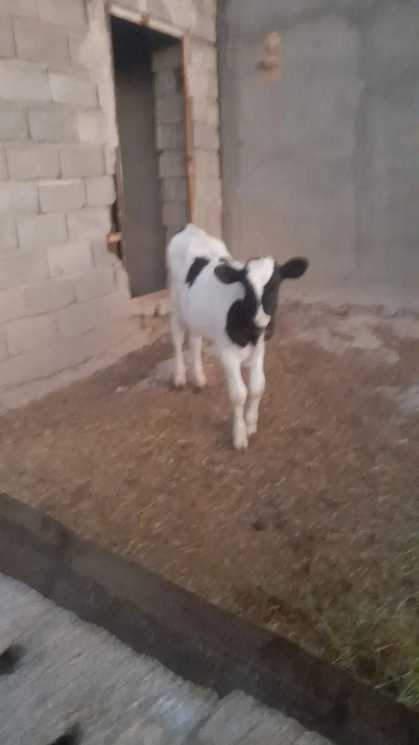 گوساله|حیوانات مزرعه|هلالی, |دیوار