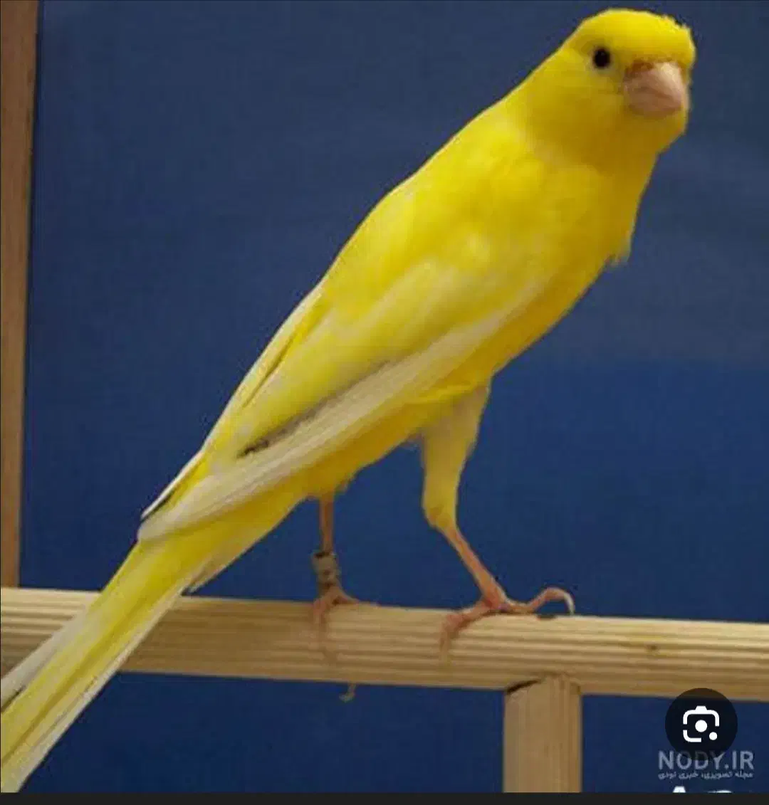 سهره خاکی|پرنده|بروجن, |دیوار