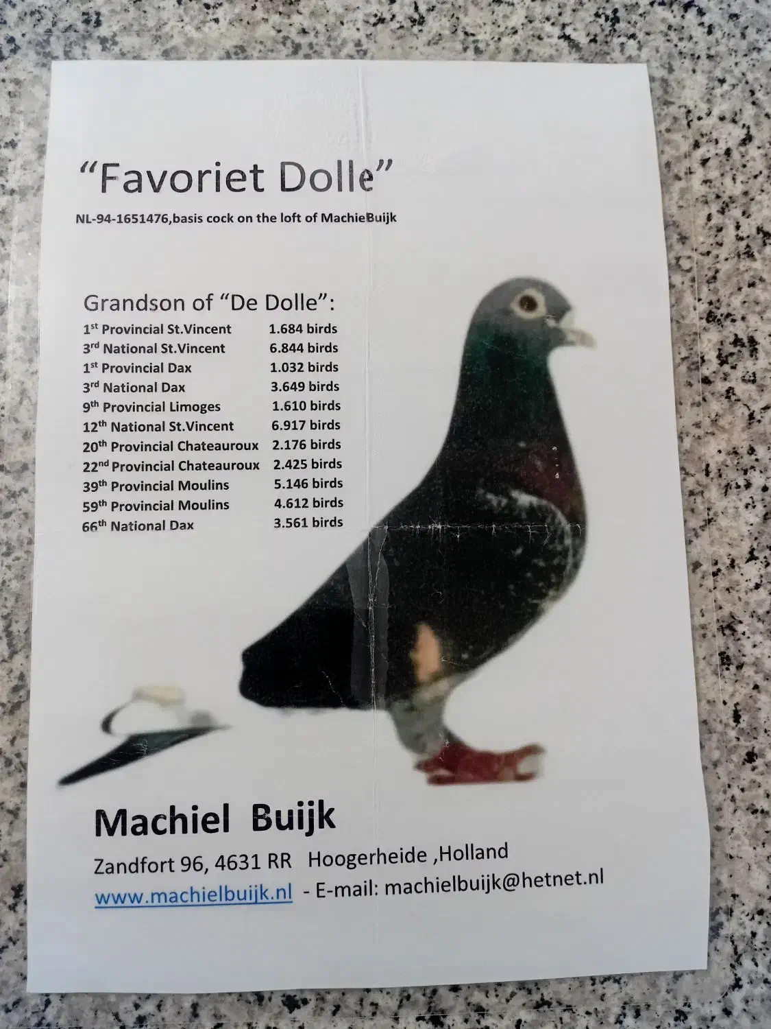 کبوتر مسافتی جان اردن|پرنده|رامیان, |دیوار