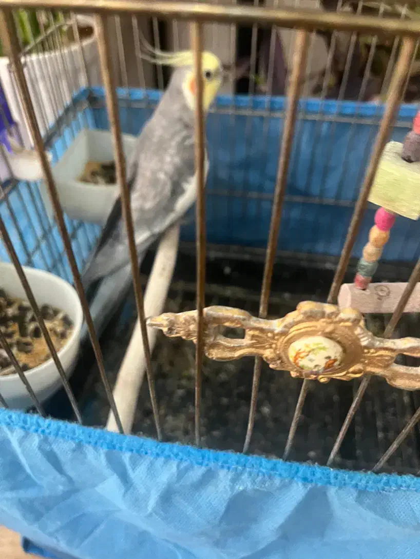 طوطی عروس بالغ نر|پرنده|نظرآباد, نظرآباد|دیوار