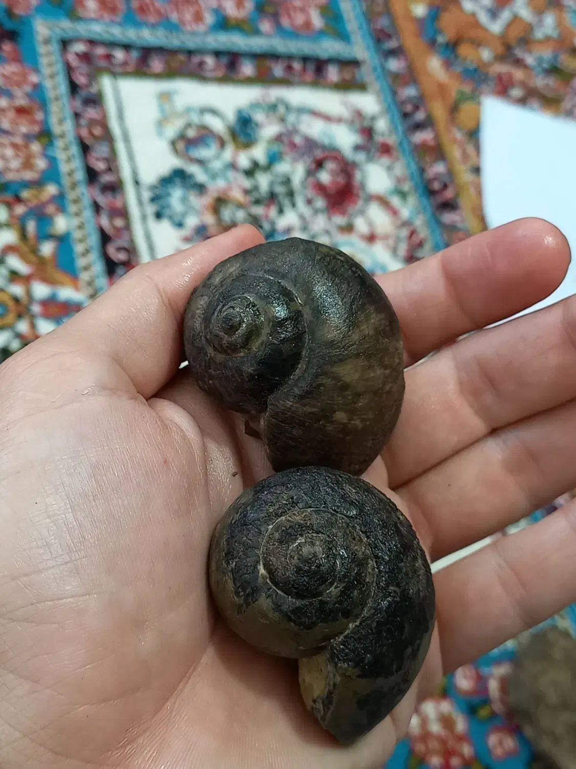 تعدای فسیل کلکسیونی|جواهرات|خرمآباد, |دیوار