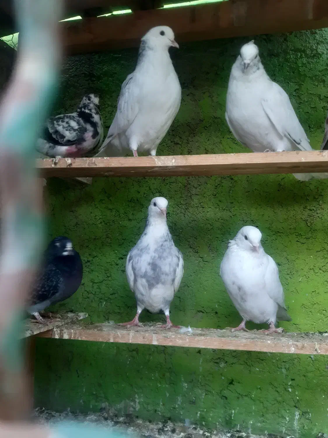 جوجه کفتر گرو|پرنده|ماهدشت, |دیوار