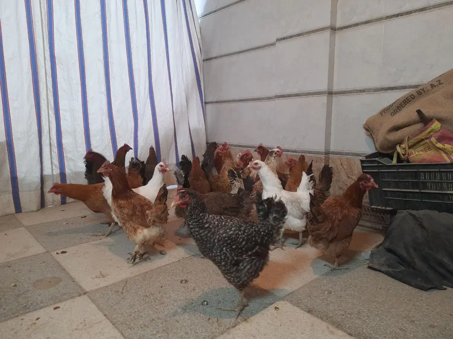 مرغ بومی تخم گذار|حیوانات مزرعه|قهدریجان, |دیوار