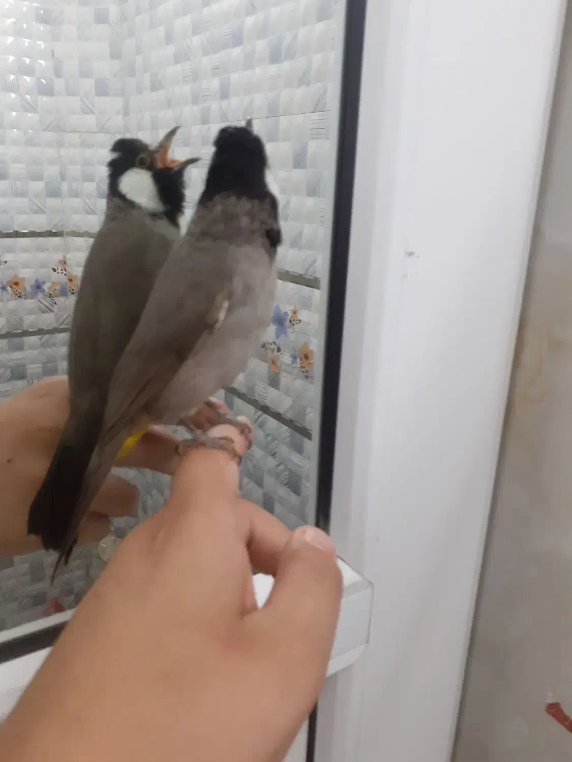 یک عدد قناری در ملاثانی|پرنده|باوی, |دیوار