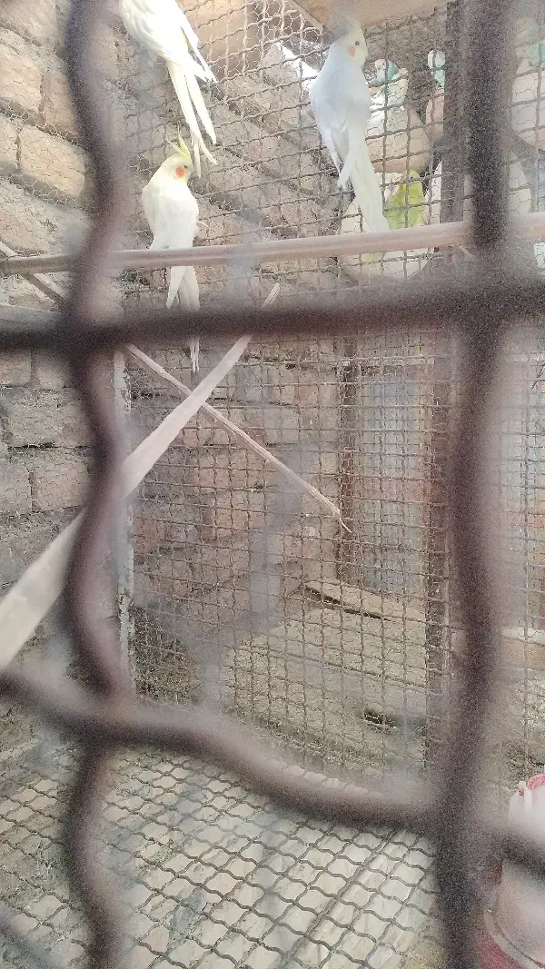 پرنده|پرنده|سراوان, |دیوار