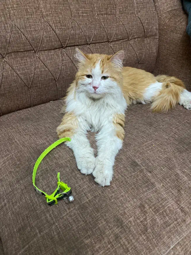 پیدا شده|حیوانات|محمدشهر, سیدآباد|دیوار