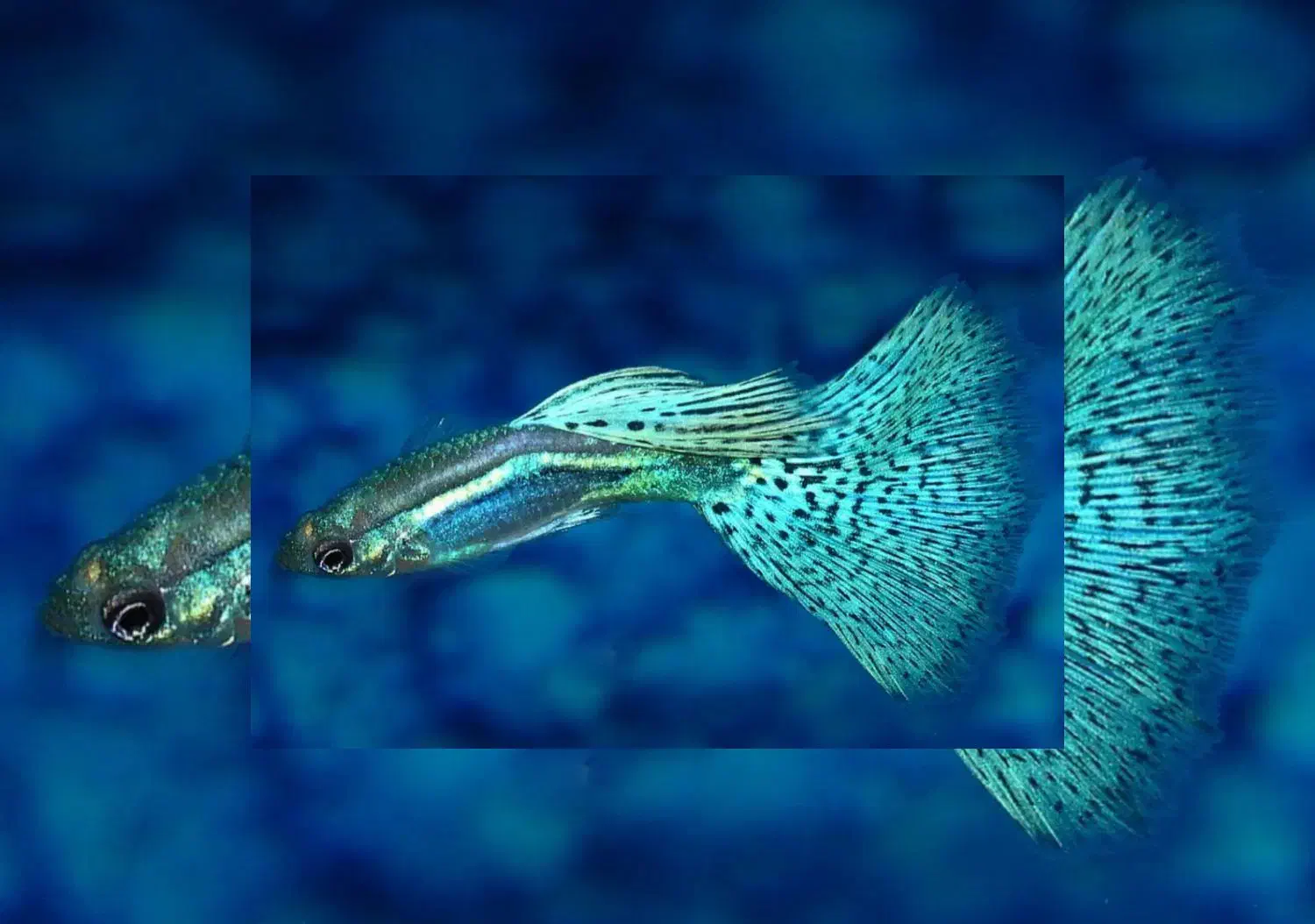 ماهی زینتی آکواریوم|ماهی|اهواز, کوی سعدی|دیوار