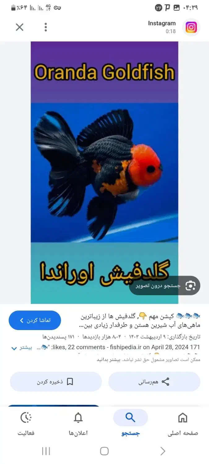 گلدفیش وارداتی|ماهی|بروجرد, |دیوار