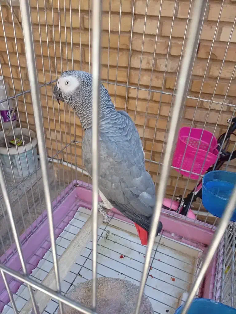 کاسکوجوان|پرنده|شیراز, تندگویان|دیوار