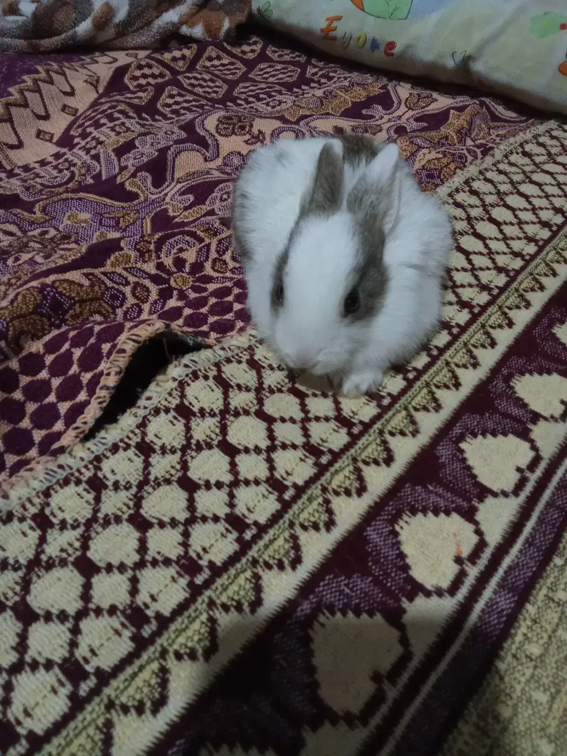 ۱۵۰هزارتومان|موش و خرگوش|اقبالیه, |دیوار