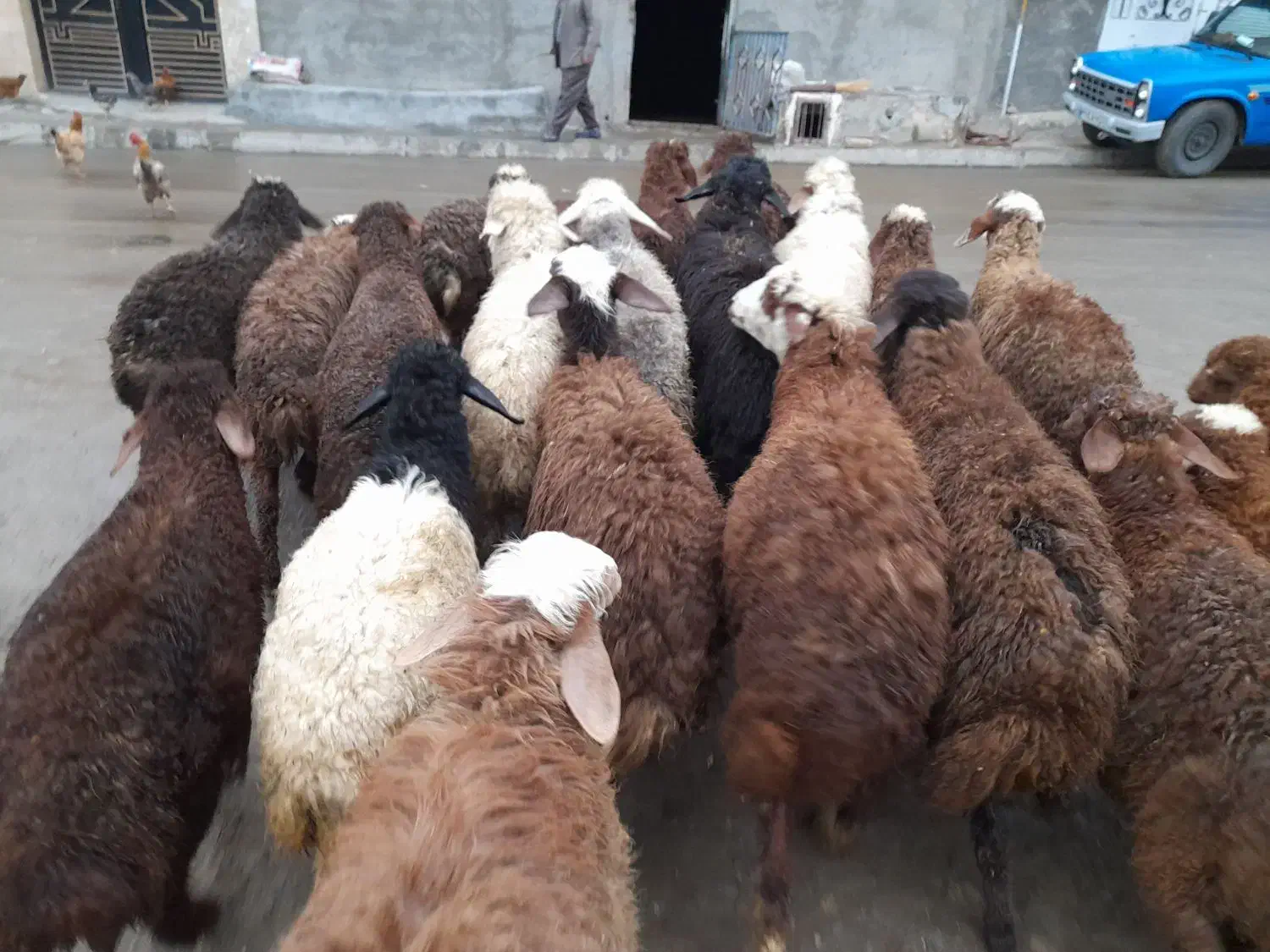 ی تعداد بره نر وماده گوسفند|حیوانات مزرعه|کرمانشاه, |دیوار