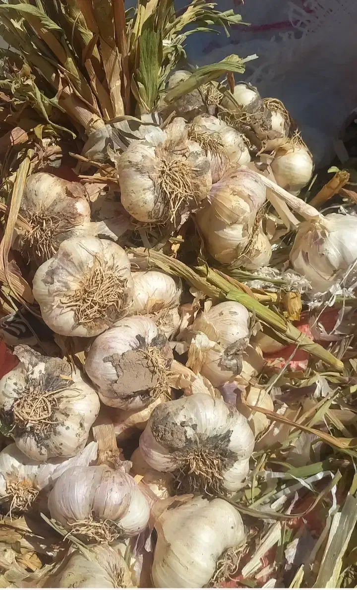 سیر محلی باماندگاری بالا|خوردنی و آشامیدنی|بافت, |دیوار