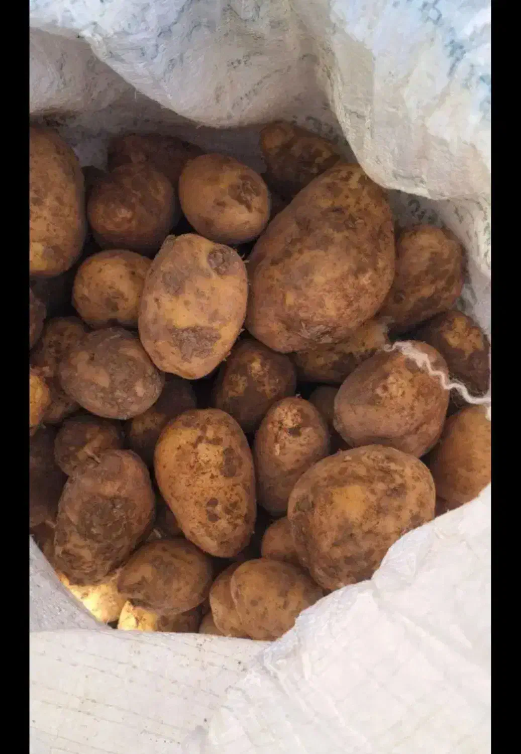 سیب زمینی تازه|خوردنی و آشامیدنی|زاغه, |دیوار