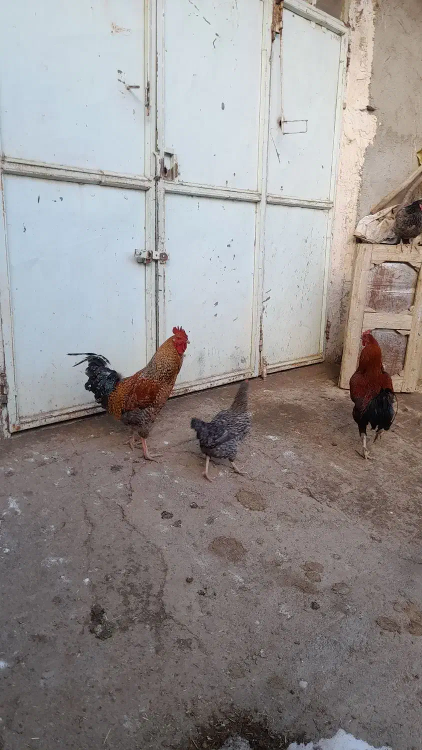 خروس محلی جوان|حیوانات مزرعه|سرشیو, |دیوار