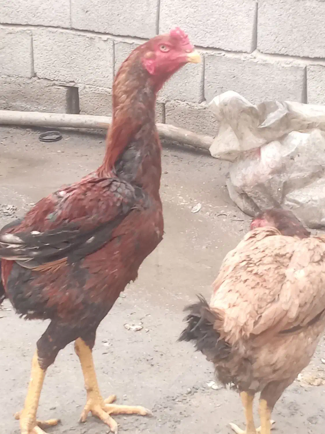 خروس|حیوانات مزرعه|خوی, |دیوار