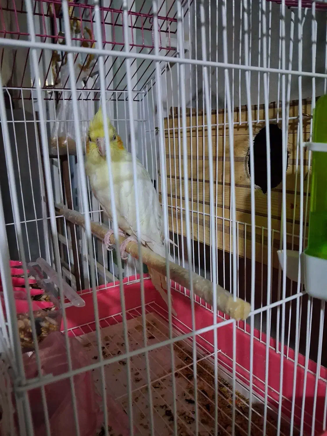 عروس هلندی ماده فروشی|پرنده|کوه چنار, |دیوار