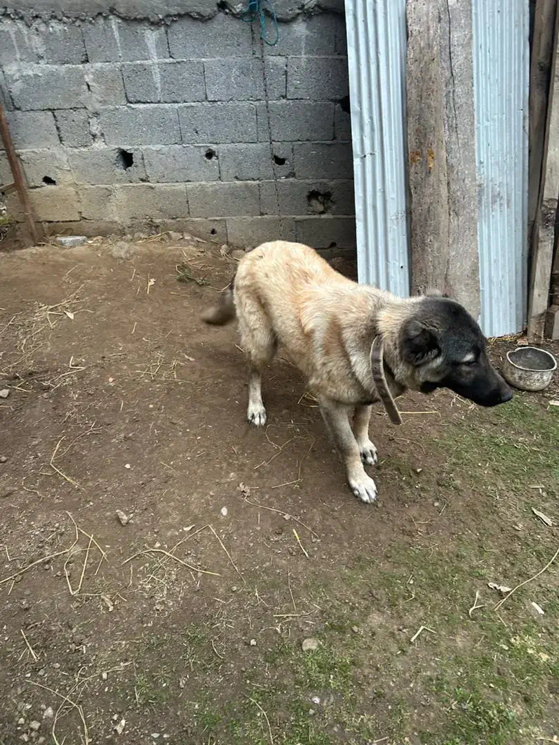 توله سگ سرابی|سگ|تالش, هشتپر|دیوار