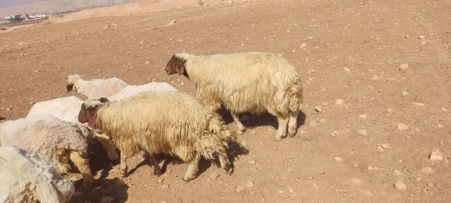 قوچ سنجابی|حیوانات مزرعه|خرمآباد, |دیوار