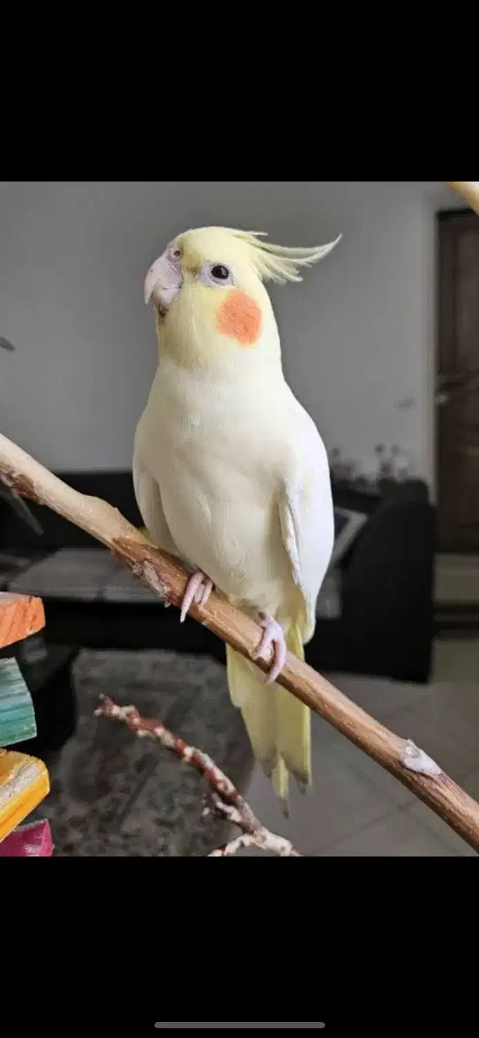 عر‌وس هلندی|پرنده|سیرجان, |دیوار