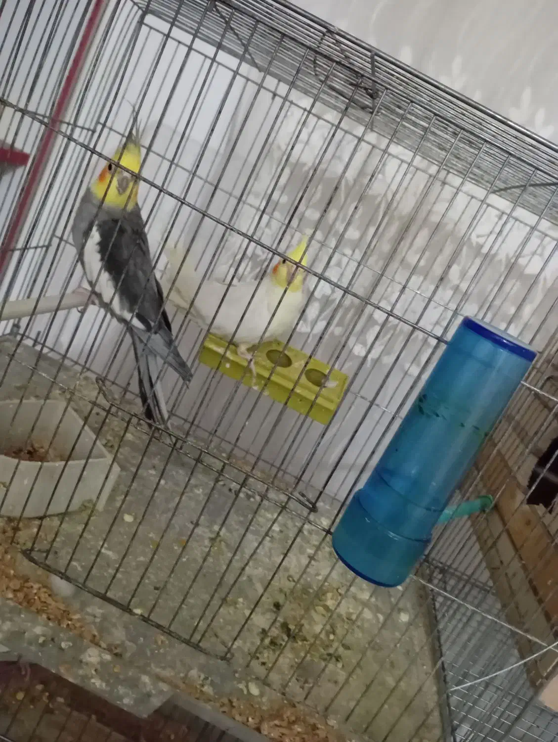 جفت عروس همراه با تخم|پرنده|میاندوآب, |دیوار