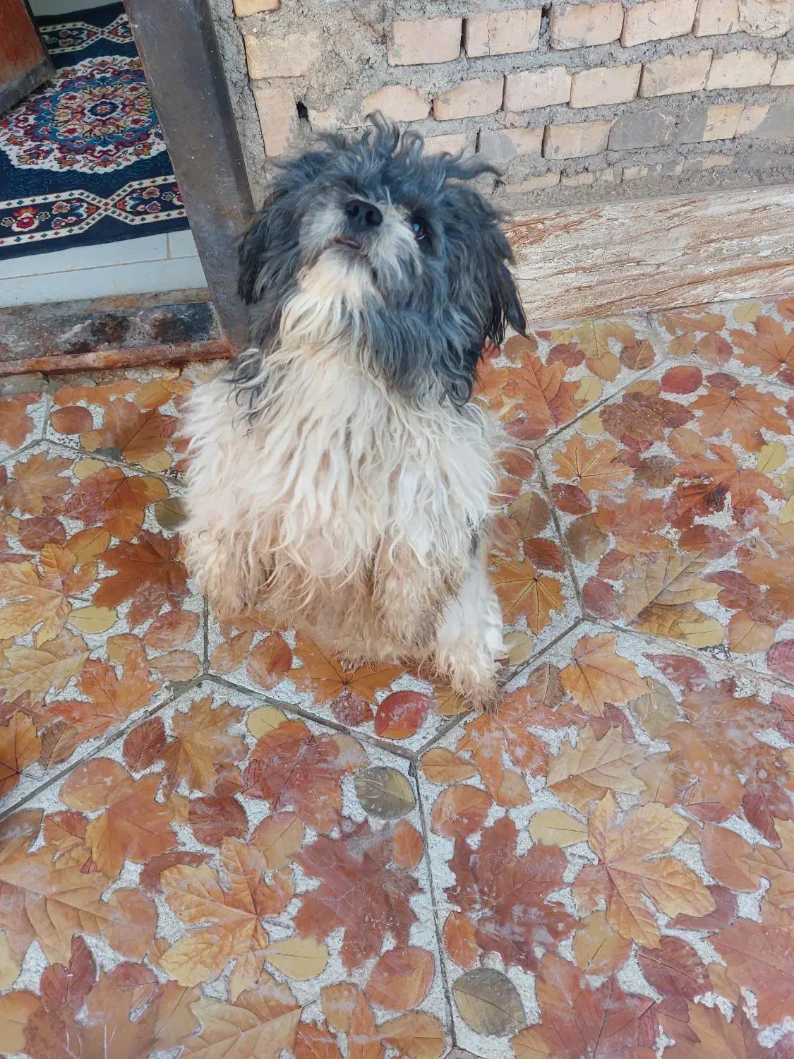 سگ پشمالو|سگ|کارون, |دیوار