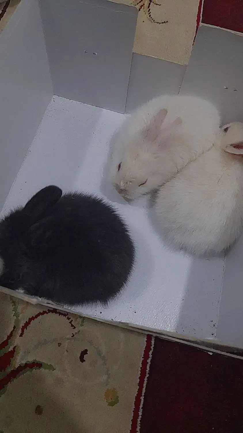 خرگوش|موش و خرگوش|کرمان, |دیوار