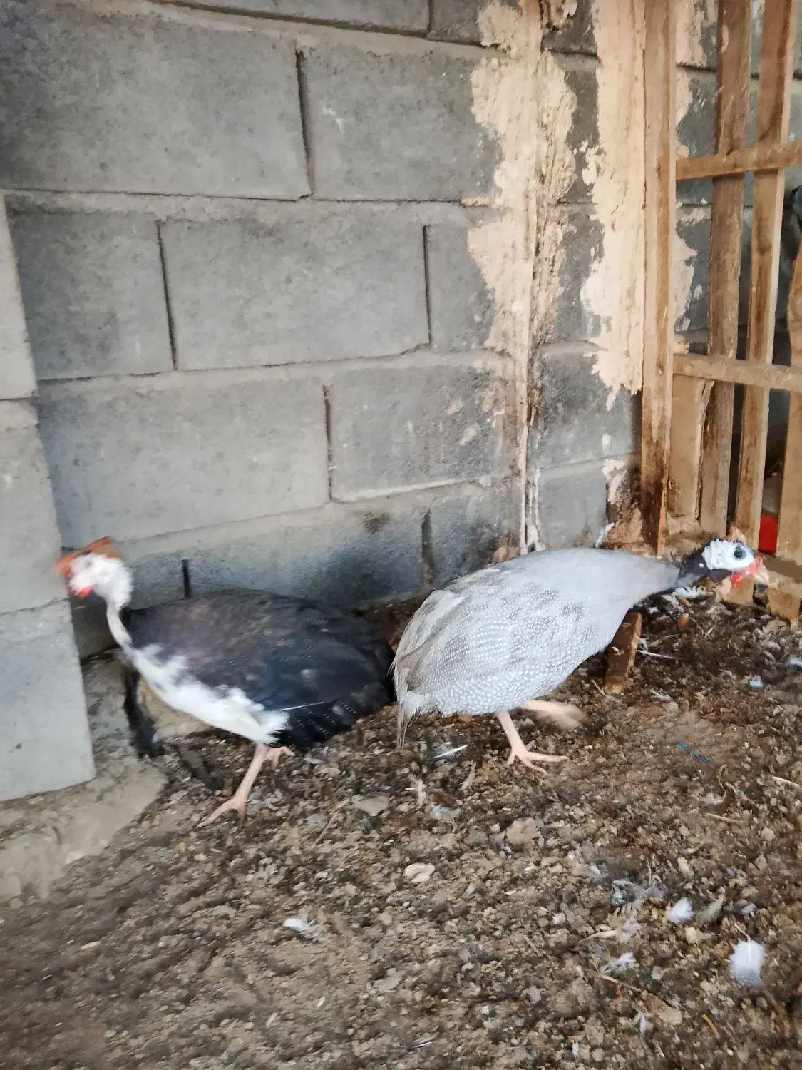 مرغ شاخدار فروشی|حیوانات مزرعه|میناب, |دیوار