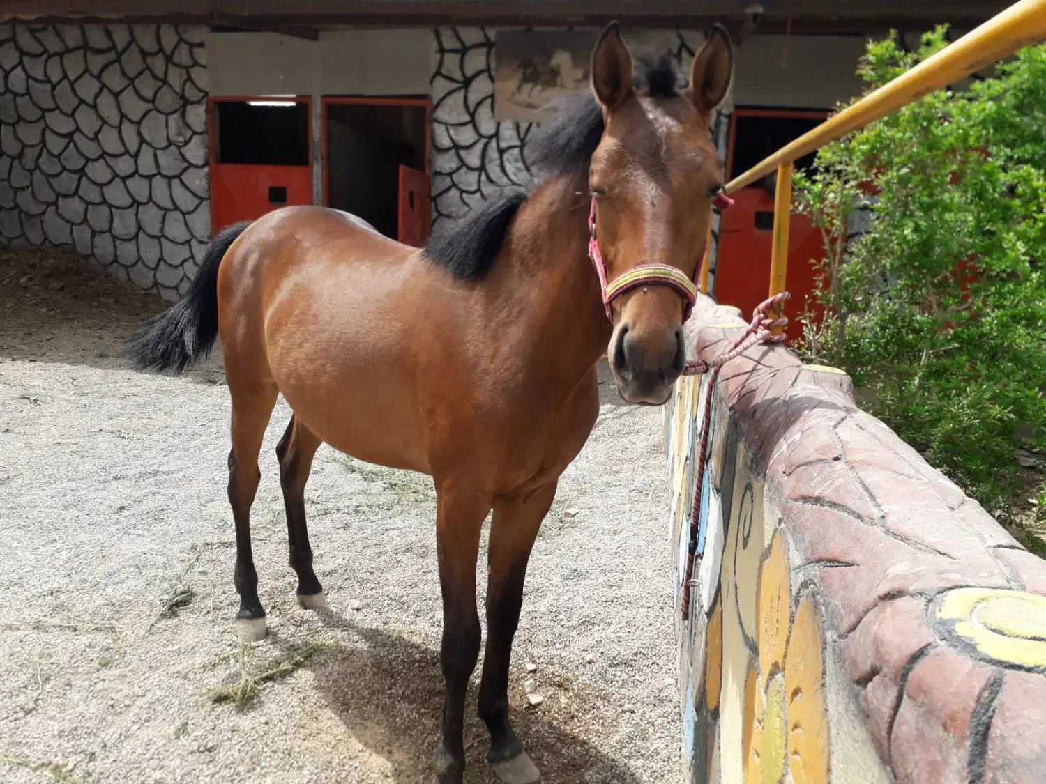 کره نریون ۵ ساله|اسب و تجهیزات اسب‌سواری|خمینی‌شهر, |دیوار