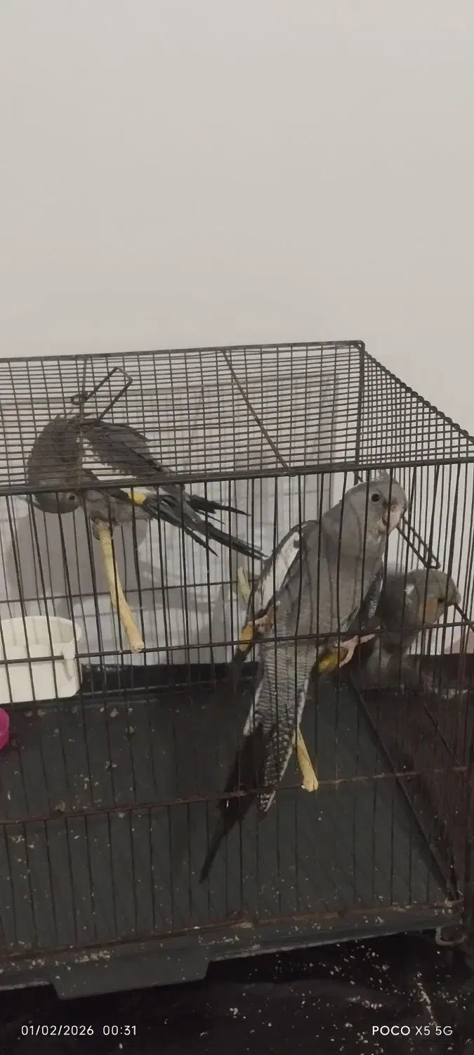 ۳عددعروس هلندی|پرنده|قم, انسجام|دیوار