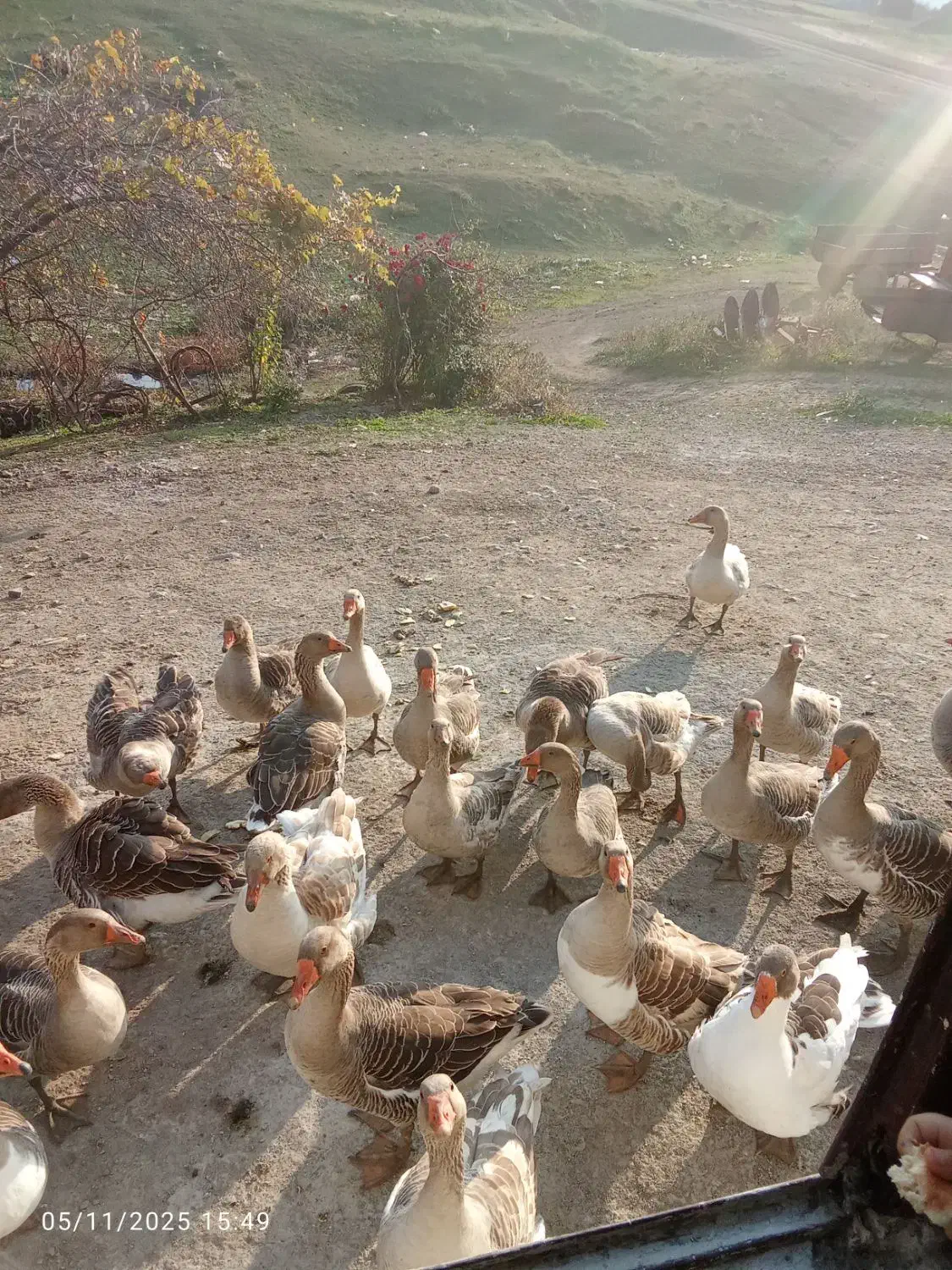 فروش غاز فوری.|حیوانات مزرعه|انگوت, |دیوار