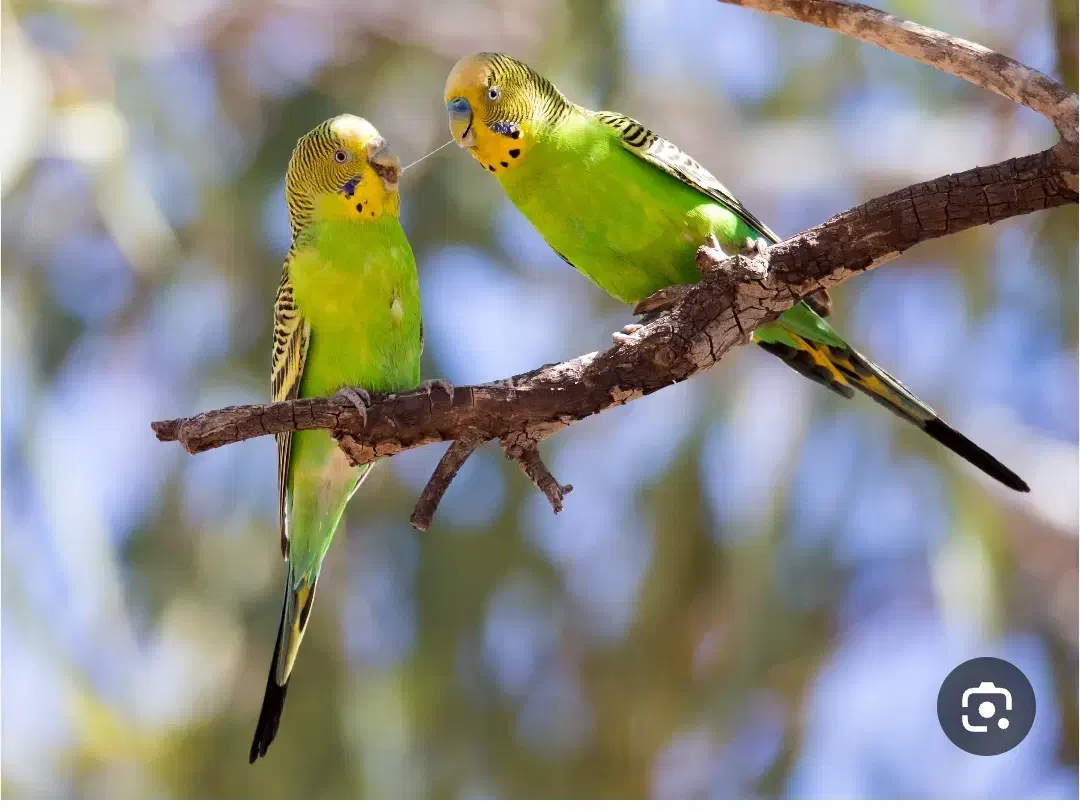 مرغ عشق|پرنده|آباده, |دیوار