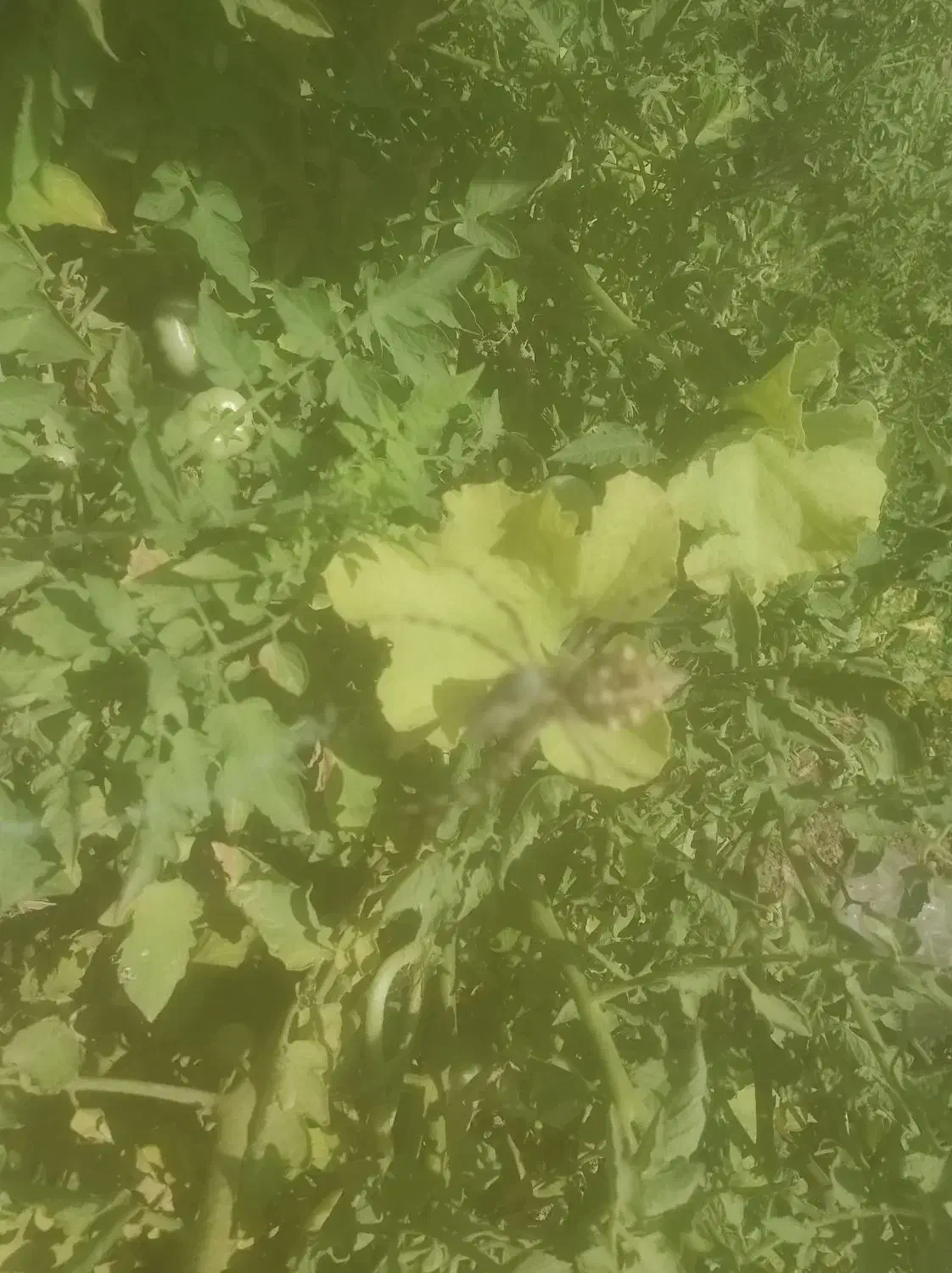 ۵۰ نیاز به سرمایه دارم|خدمات مالی، حسابداری، بیمه|بیستون, |دیوار