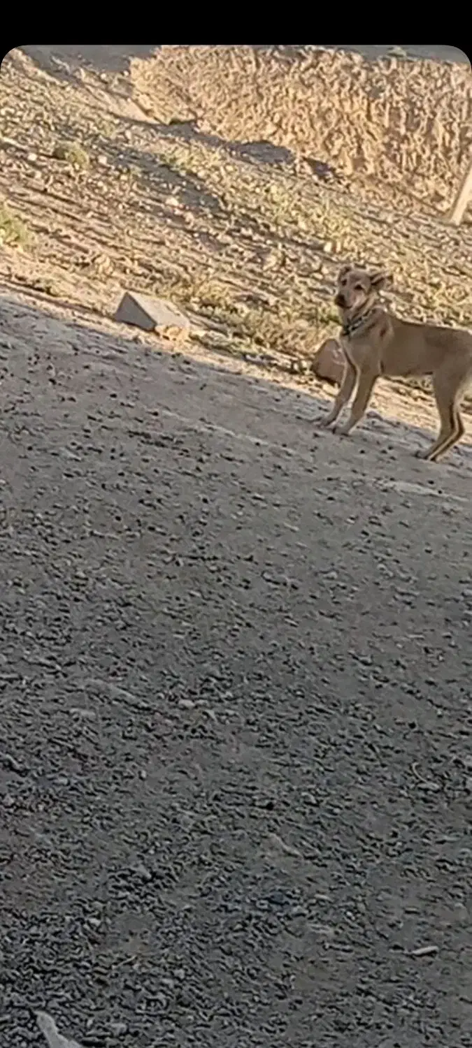 سگ سرابی|سگ|باسمنج, |دیوار