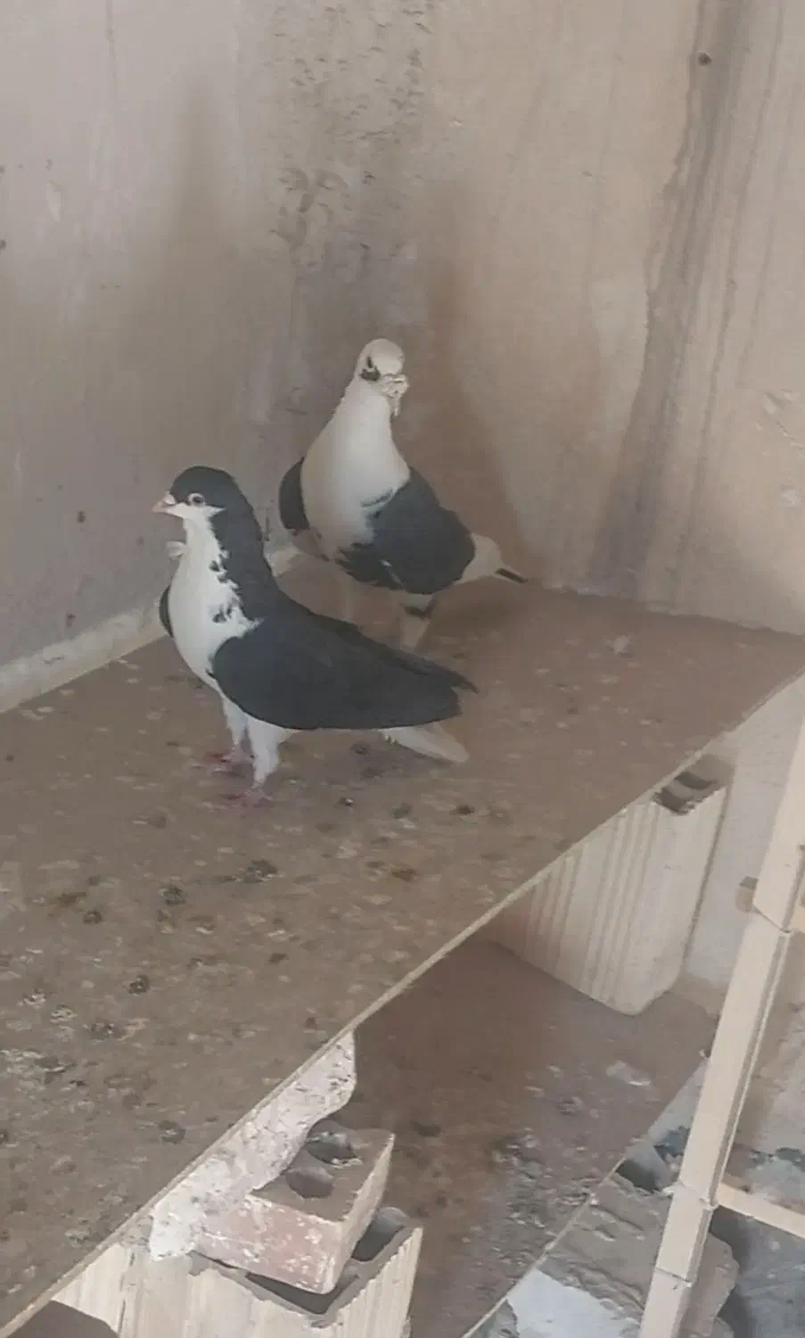 سیاهپوش|پرنده|محمدیه-قزوین, |دیوار