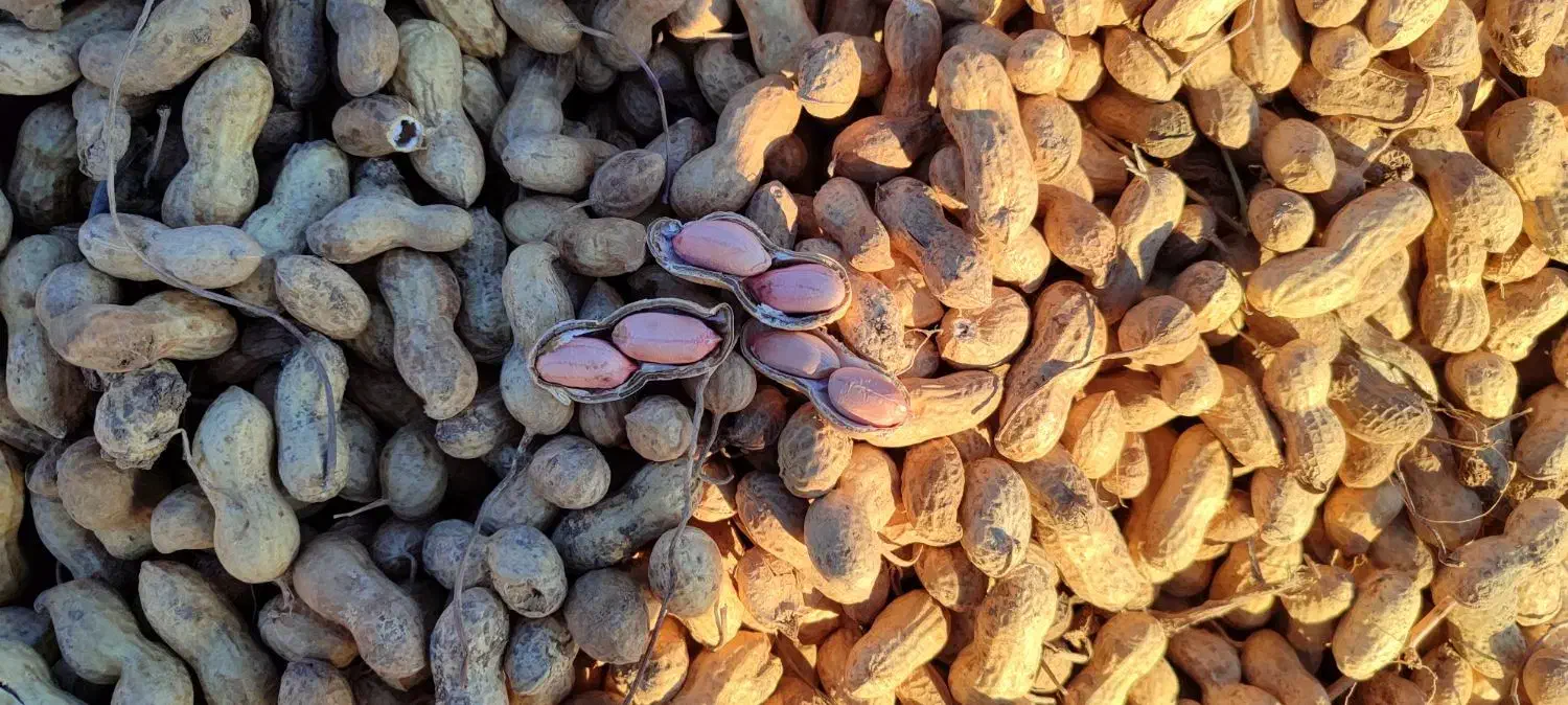 بادام زمینی|عمدهفروشی|پارسآباد, |دیوار