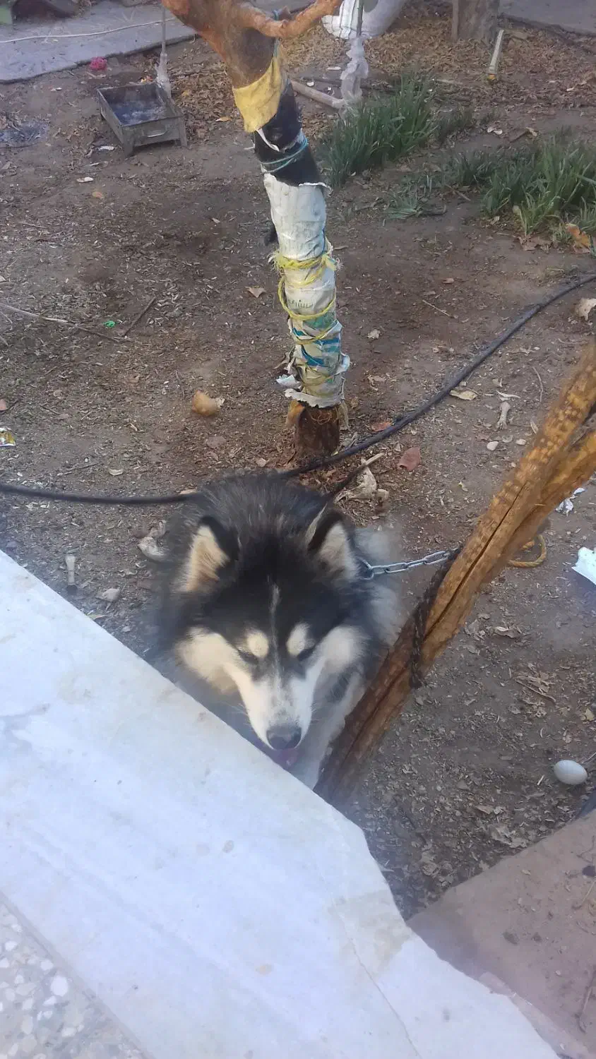 سگ گمشده|حیوانات|مهریز, |دیوار