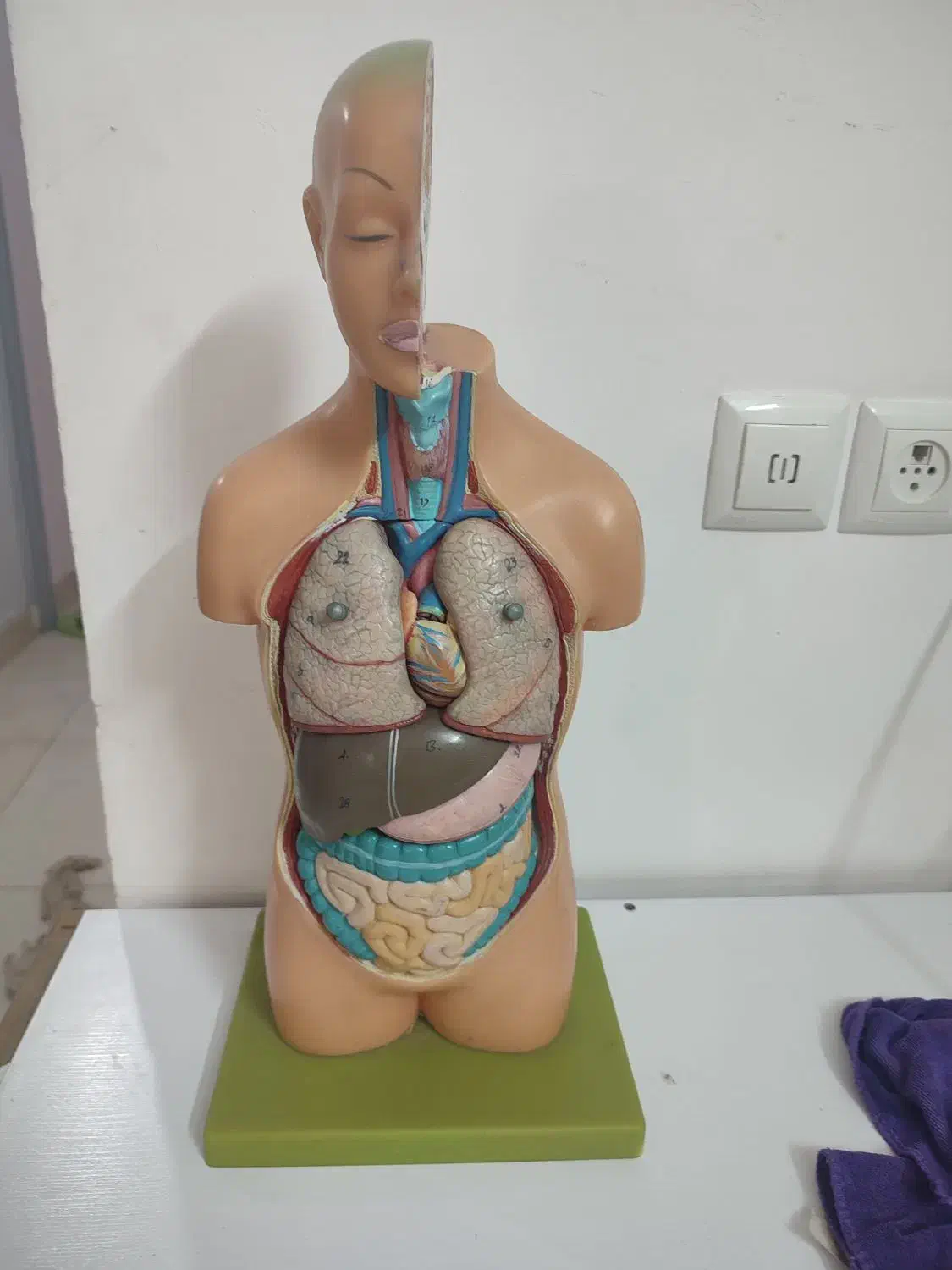 مولاژ بدن|پزشکی|آبیک, |دیوار